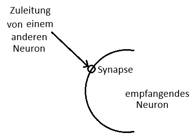 Synapse